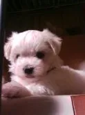 マルチーズ【静岡県・男の子・2016年5月3日・ホワイト】の写真2「お顔の詰まったイケメン君」