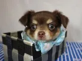 チワワ(ロング)【静岡県・男の子・2021年6月2日・チョコタン&クリーム】の写真3「箱入り息子😀」