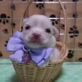 チワワ(ロング)【静岡県・女の子・2024年8月9日・チョコフォーン又はクリーム】の写真3