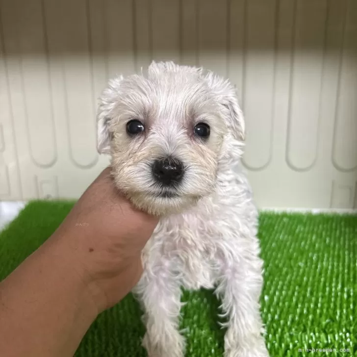 ID：2505-07937の子犬