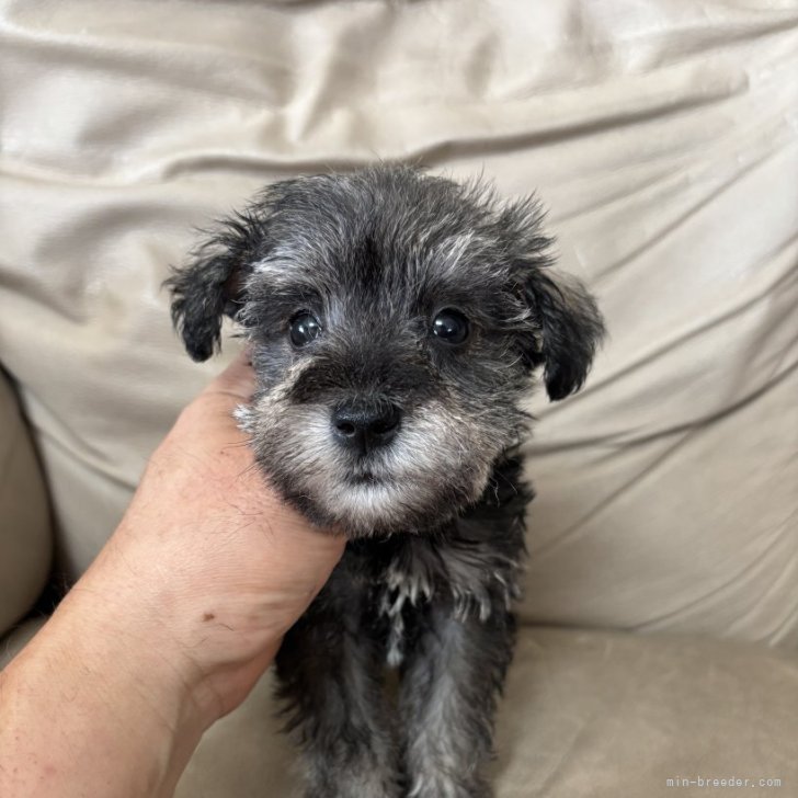 ブリーダー画像