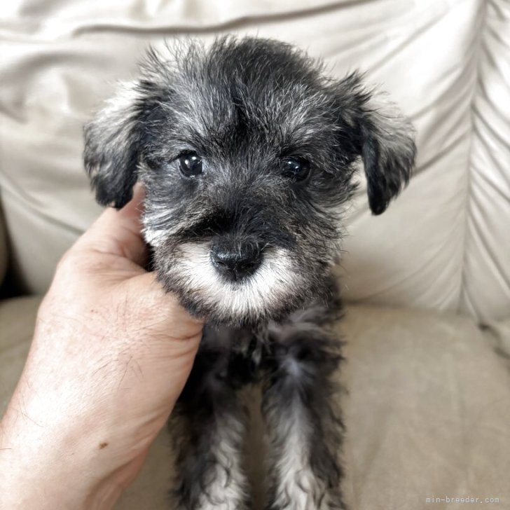 ブリーダー画像