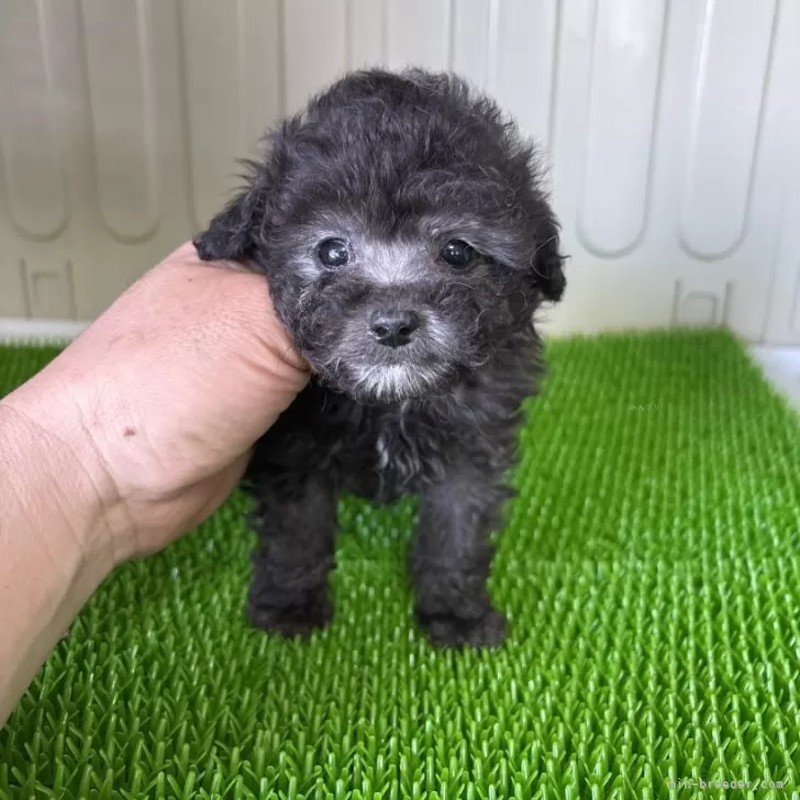 ID：2505-03161の子犬