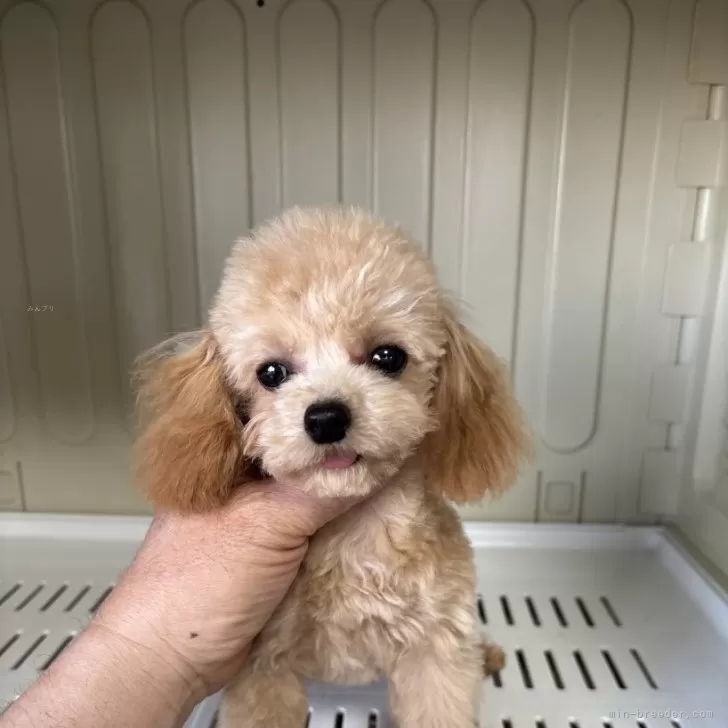 Y.T 様のお迎えした子犬