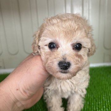 トイプードル(タイニー)【愛知県・女の子・2025年9月20日・アプリコット】の写真「とても可愛い女の子です。」