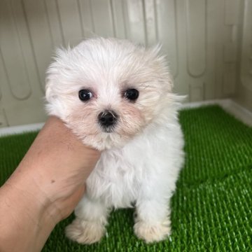 マルチーズ【愛知県・女の子・2025年9月5日・ホワイト】の写真「とても可愛い女の子です。」