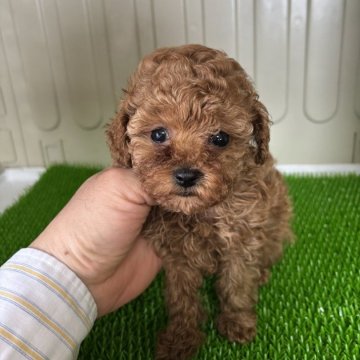 ティーカッププードル【愛知県・女の子・2026年2月15日・レッド】の写真「とても可愛い女の子です。」