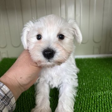ミニチュアシュナウザー【愛知県・男の子・2025年10月20日・ホワイト】の写真「とても素晴らしいナチュラルテールのイケメンです。」