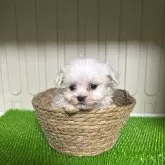 マルチーズ