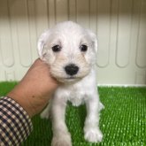 ミニチュアシュナウザー