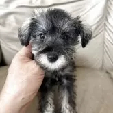 ミニチュアシュナウザー【愛知県・女の子・2025年8月7日・ソルト&ペッパー】の写真1