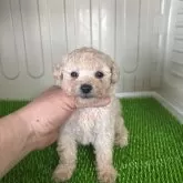 ティーカッププードル