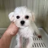 マルチーズ
