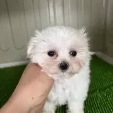 マルチーズ【愛知県・女の子・2025年9月5日・ホワイト】の写真2