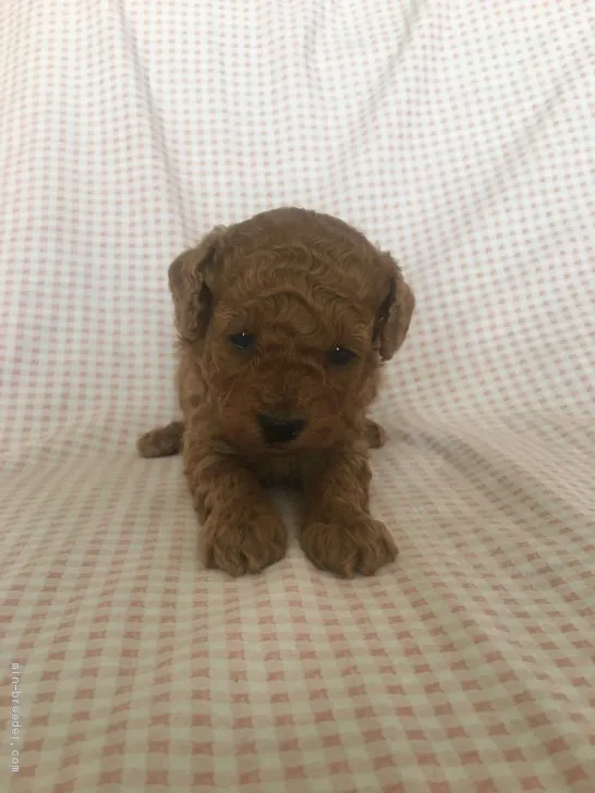 さっちん 様のお迎えした子犬