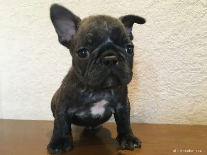 ID：2004-02185の子犬