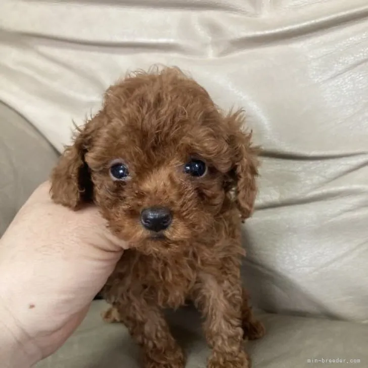 ID:2303-00910の子犬