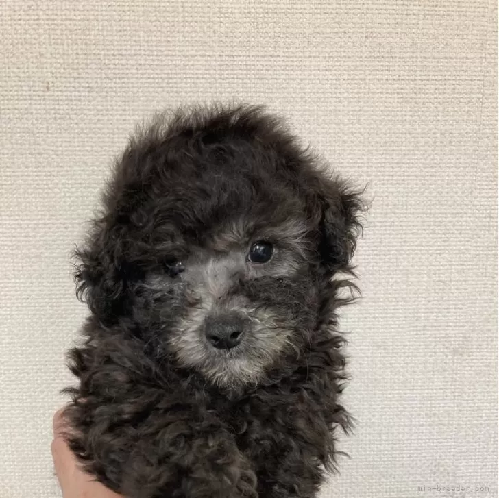 TOM 様のお迎えした子犬