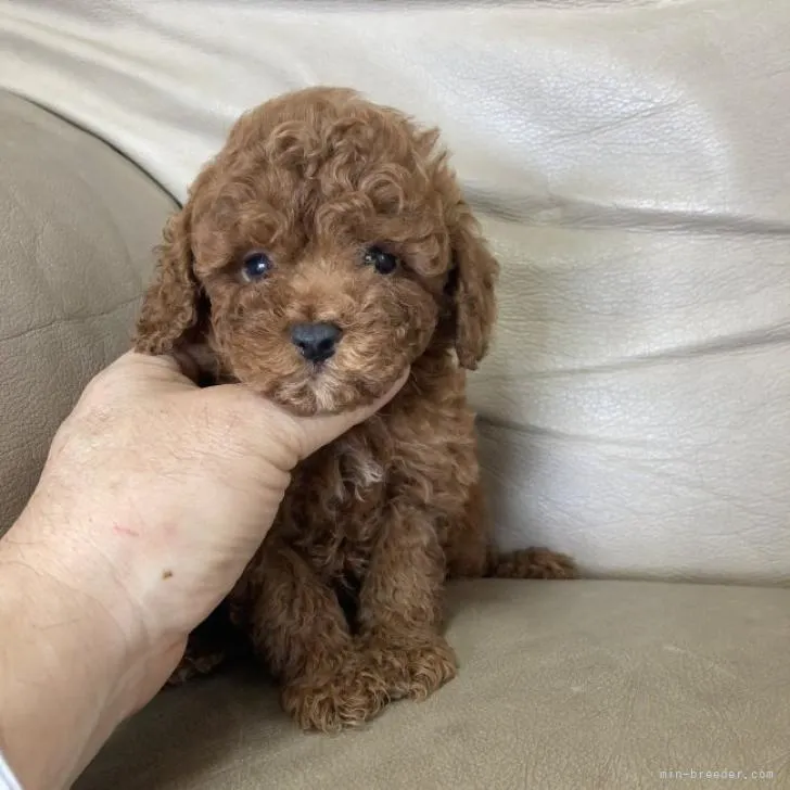 ID:2210-01748の子犬