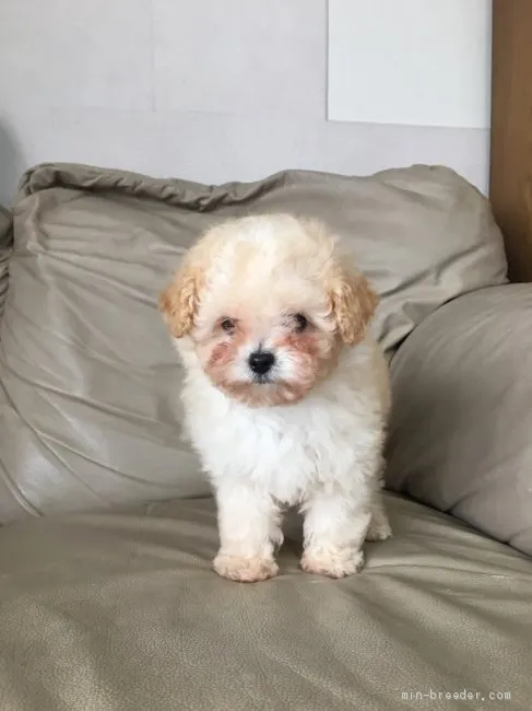 ID:1912-01522の子犬