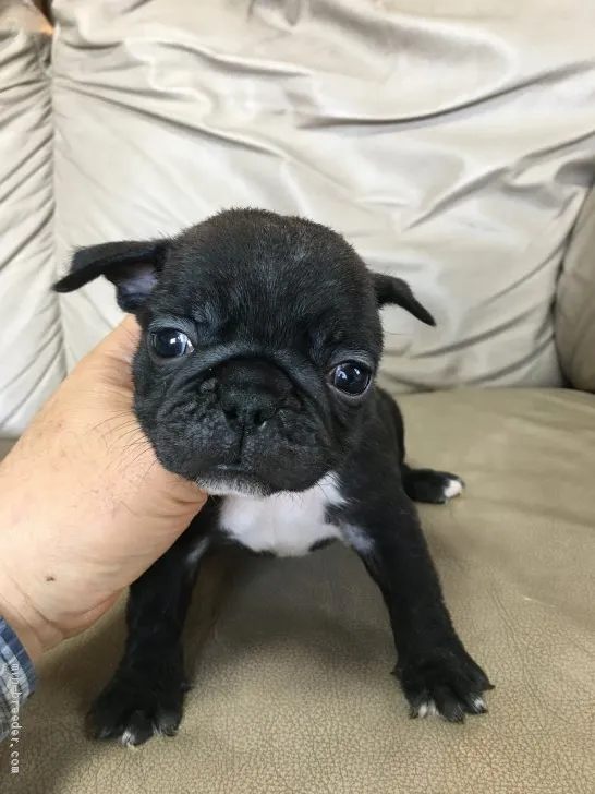 ID:2004-02184の子犬