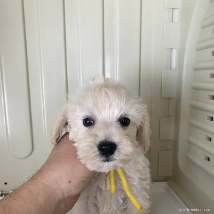 ID:2311-04993の子犬