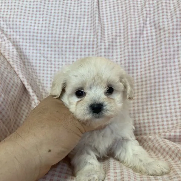 ID:2305-01965の子犬