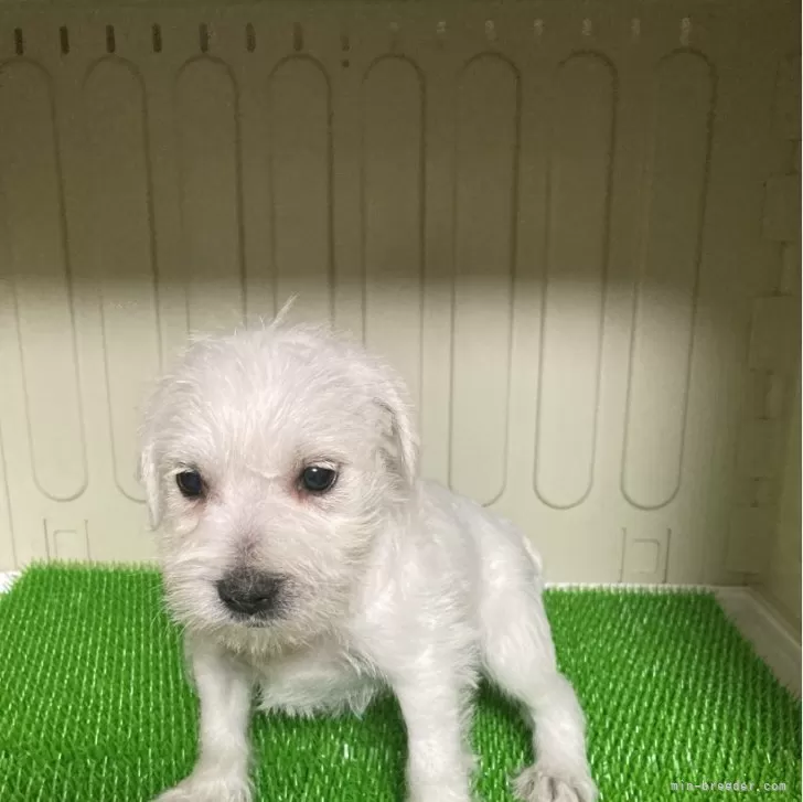 ID:2403-05731の子犬