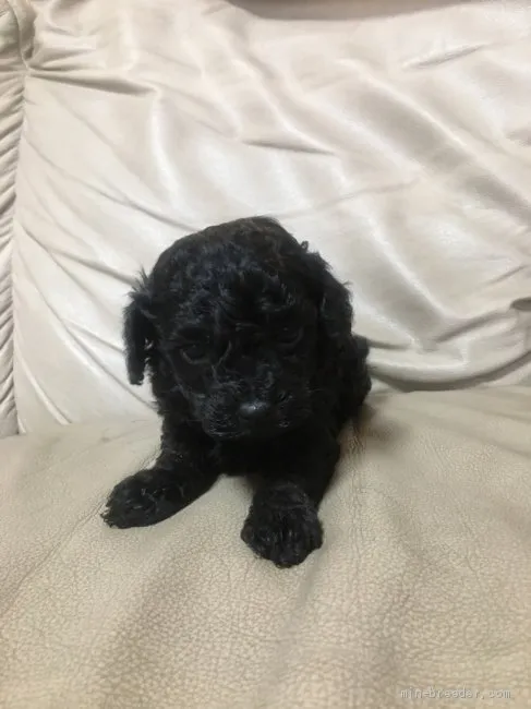 ID:2002-01664の子犬