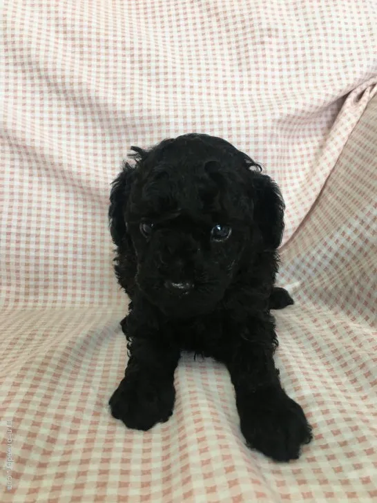 ID:2008-01099の子犬