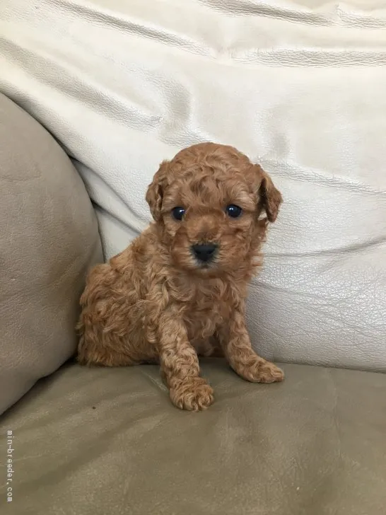 ID：2102-00425の子犬