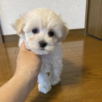 マルプー(マルチーズ×トイプードル)【愛知県・男の子・2023年3月23日・ホワイト&クリーム】の写真「とても素晴らしいイケメンのマルプーの男の子です。」