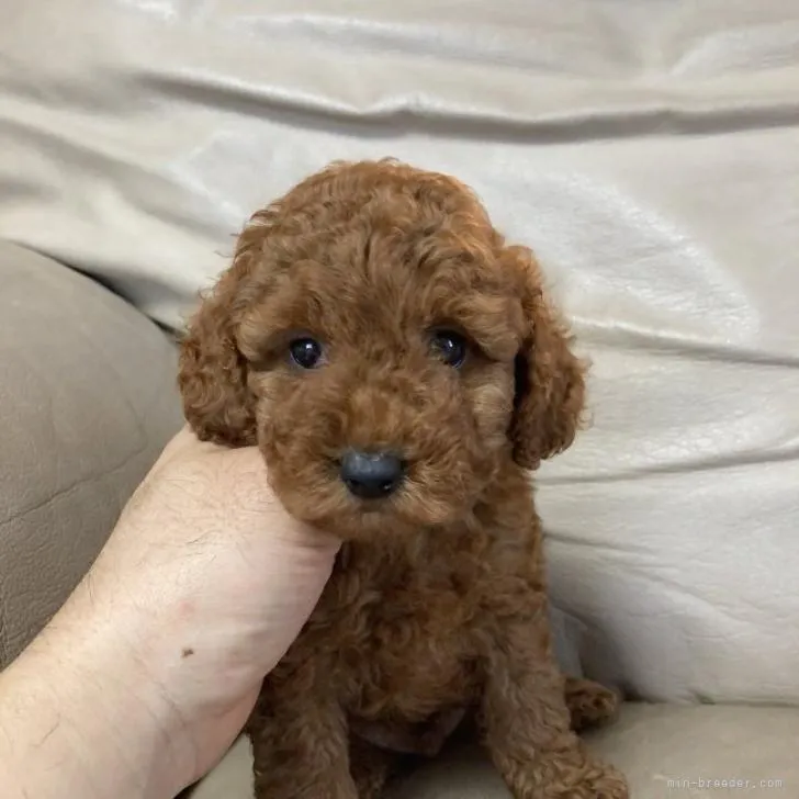 T.Y 様のお迎えした子犬