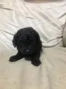 タイニープードル【愛知県・男の子・2020年1月14日・ブラック】の写真2