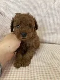 トイプードル(トイ)【愛知県・男の子・2021年9月22日・レッド】の写真2