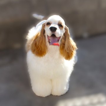 アメリカンコッカースパニエル【埼玉県・男の子・2025年4月19日・レッド&ホワイト】の写真「可愛いお顔と美しいコート」