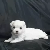マルチーズ