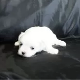 マルチーズ