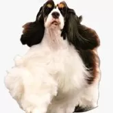 アメリカンコッカースパニエル【埼玉県・男の子・2025年4月19日・レッド&ホワイト】の写真7「父犬　FCIインターチャンピオン当犬舎繁殖犬です。祖父もJKCchです。」