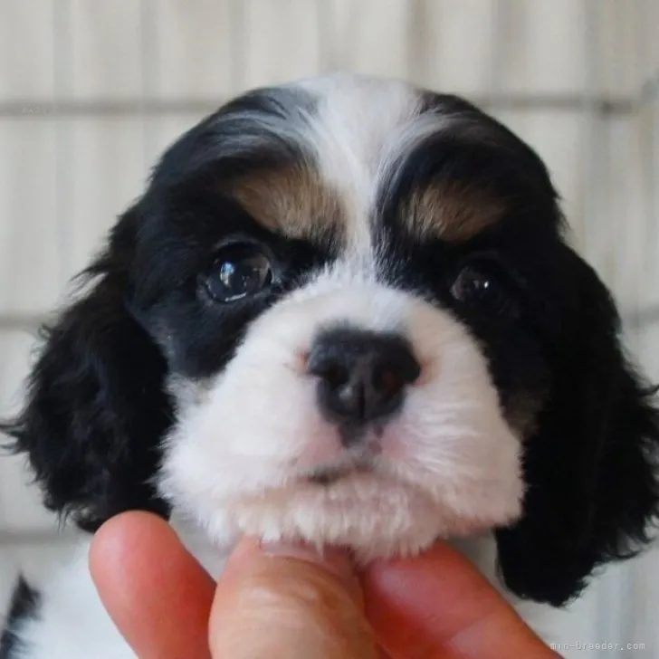 ID：2309-06049の子犬