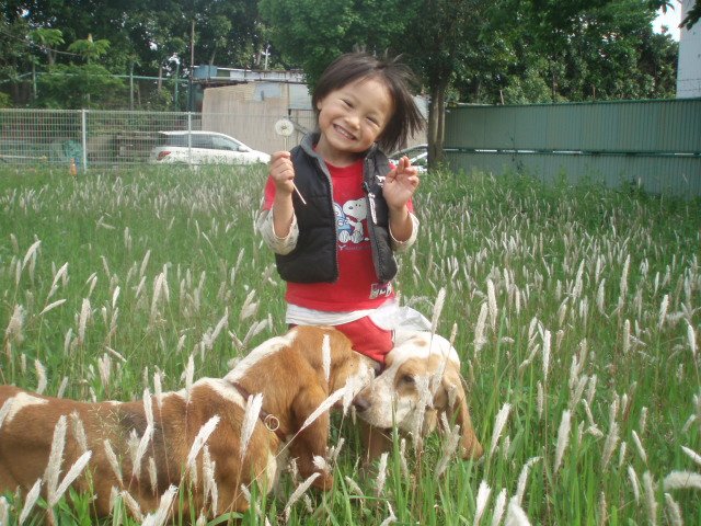 礒辺　貴子(いそべ　たかこ)ブリーダー(神奈川県・バセットハウンドなど・JKC登録)の紹介写真1