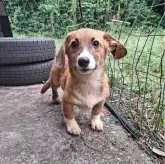 ミックス(コーギー×バセコギ)【神奈川県・男の子・2025年5月20日・レッド&ホワイト】の写真10