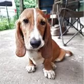 ミックス(バセットハウンド×バセコギ)【神奈川県・男の子・2025年1月17日・レッド&ホワイト】の写真12