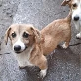 ミックス(コーギー×バセコギ)【神奈川県・男の子・2025年5月20日・レッド&ホワイト】の写真13