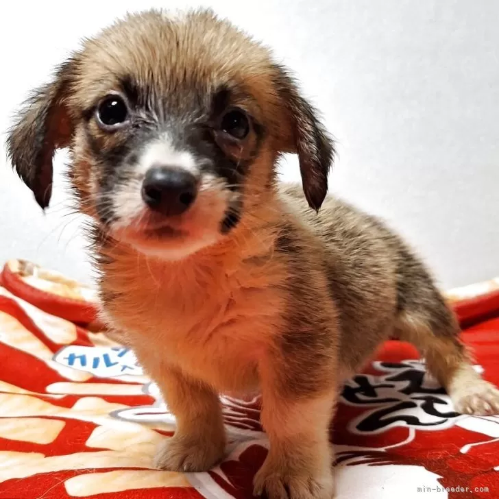ID：2507-00988の子犬
