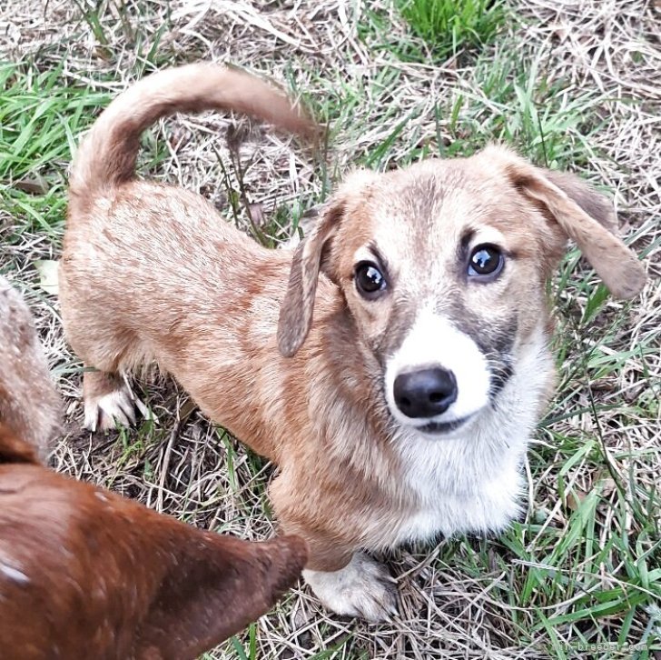 ブリーダー画像