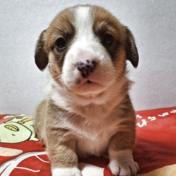 ミックス(コーギー×バセコギ)【神奈川県・女の子・2025年11月11日・レッド&ホワイト】の写真「穏やか～な性格、短足胴長バセコギちゃん❤️」