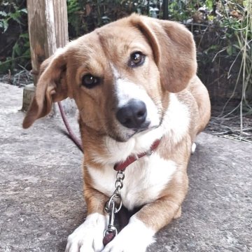 ミックス(コーギー×バセコギ)【神奈川県・男の子・2024年11月25日・フォーン&ホワイト】の写真「総額表示！穏やか～な性格バセコギくん🌼」