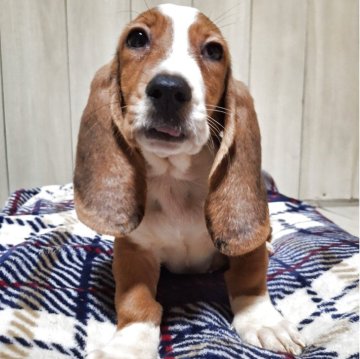 ミックス(バセットハウンド×バセコギ)【神奈川県・男の子・2025年8月9日・トライカラー】の写真「穏やか～な性格、長～いお短足胴長バセコギちゃん🌼」