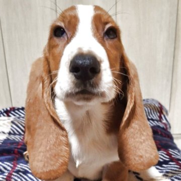 ミックス(バセットハウンド×バセコギ)【神奈川県・男の子・2025年8月9日・レッド&ホワイト】の写真「穏やか～な性格、長～いお短足胴長バセコギちゃん💮」